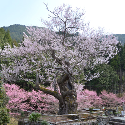 樹齢400年の春谷寺エドヒガン桜